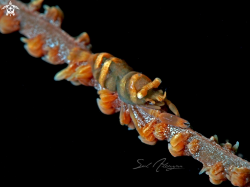 A Whip coral shrimp