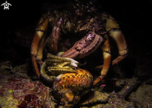 A Pagurus bernhardus | Hermit Crab