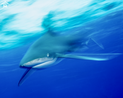 A Oceanic White Tip 