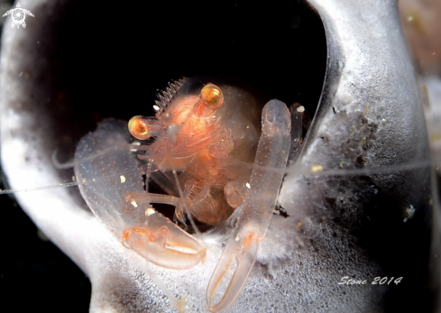 A Snapping Shrimp