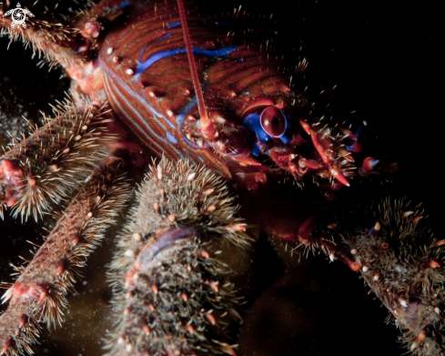 A Squat Lobster