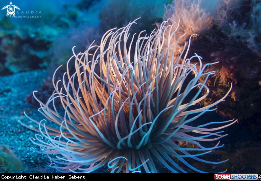 A anemone