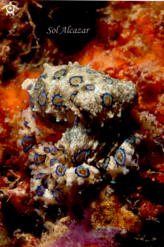 A blue ringed octopus