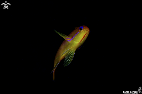 A Anthias