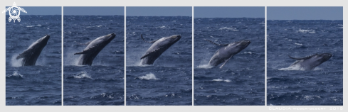 A jumping humpback whale