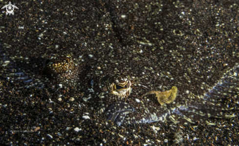 A flatfish