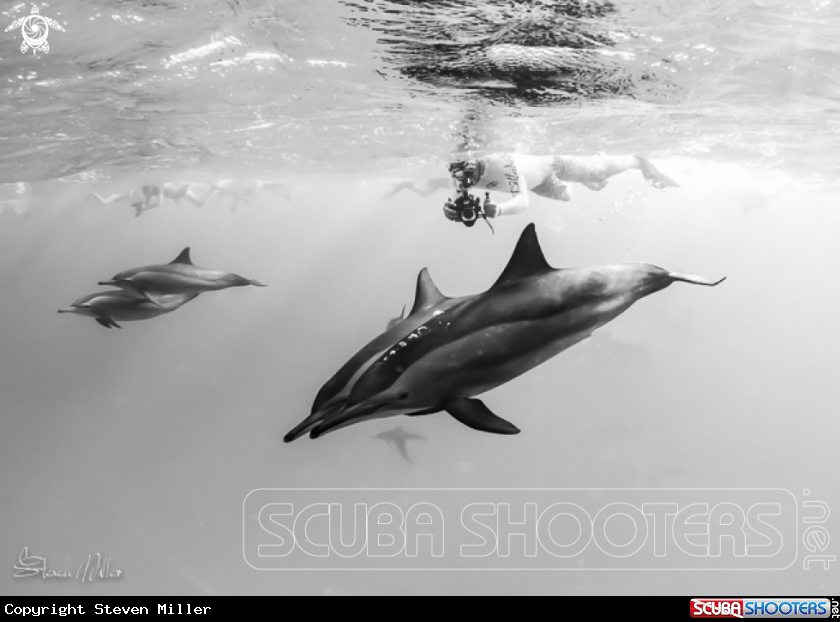 A Spinner Dolphins