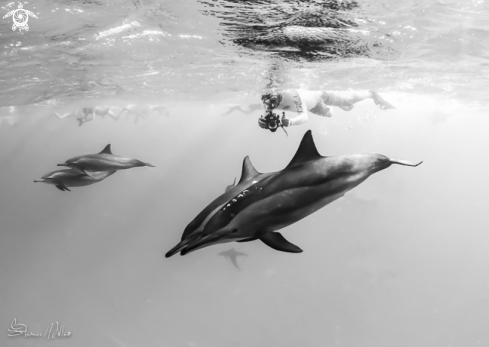 A Spinner Dolphins