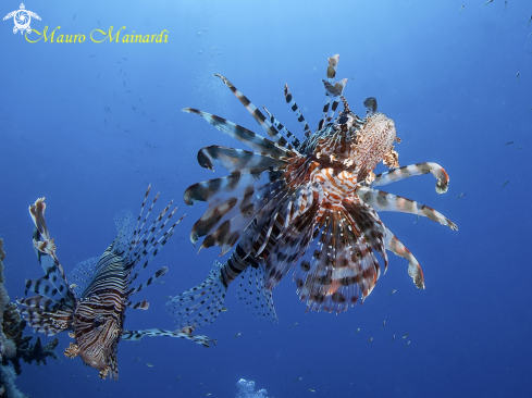 A Lionfish