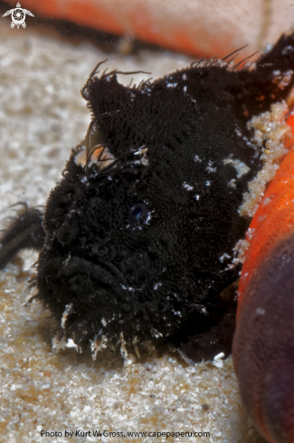 A Anntenarius lineatus | Hairy Froggfish