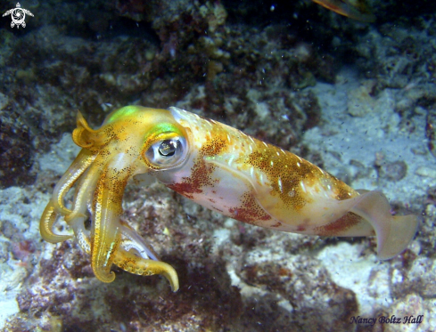 A squid 