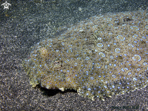 A Flounder