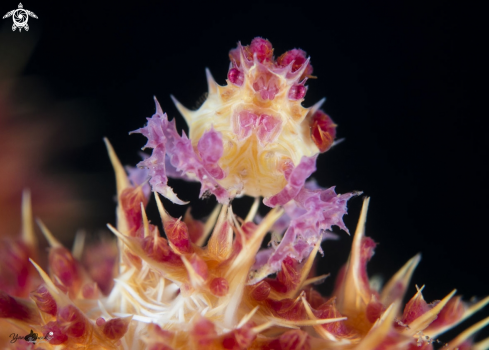A Soft coral crab | Candy crab