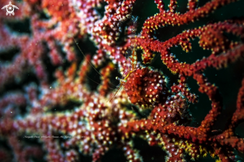 A Seafan shrimp, Translucent Gorgonian Shrimp, Commensal Shrimp