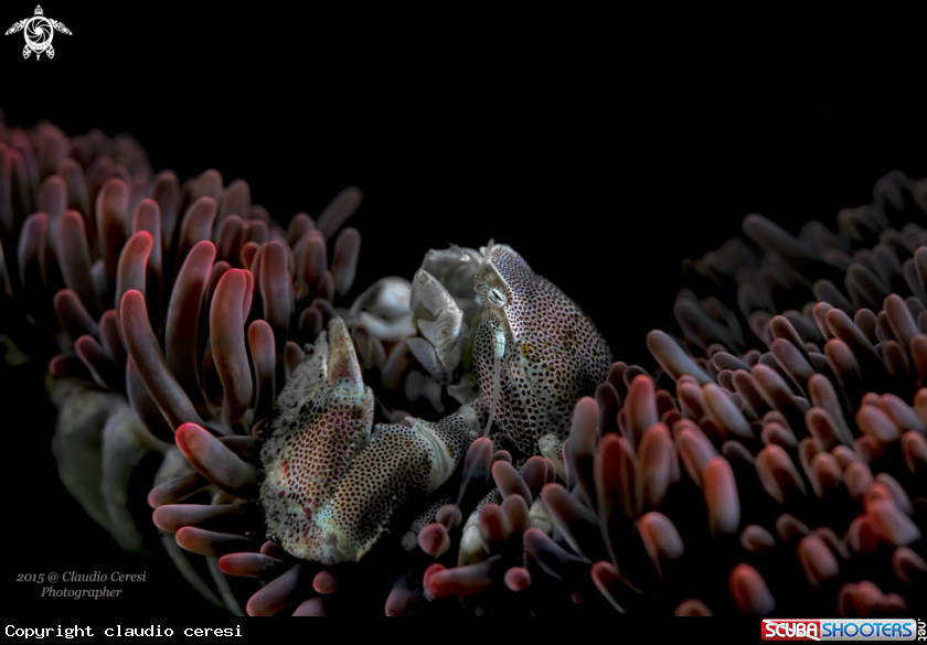 A Porcellain crab over red anemone 