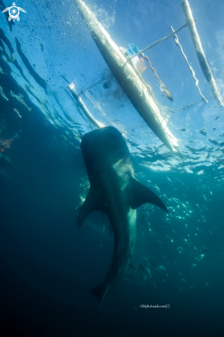 A Whale shark