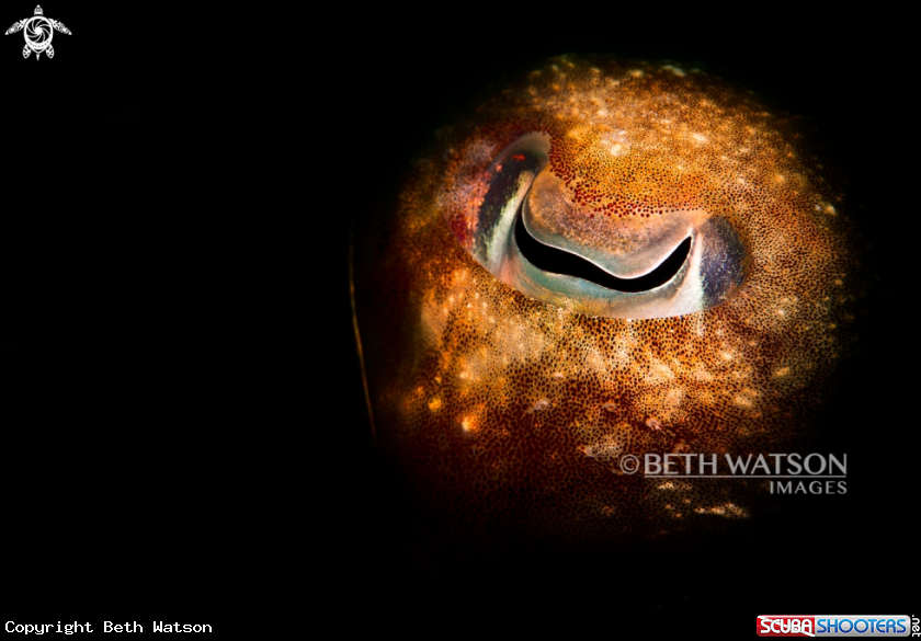 A Cuttlefish Eye