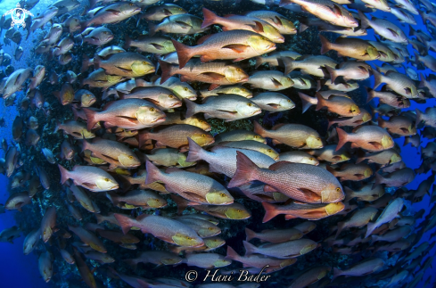 A Redsnapper