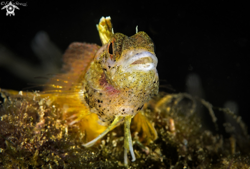 A Pesce peperoncino