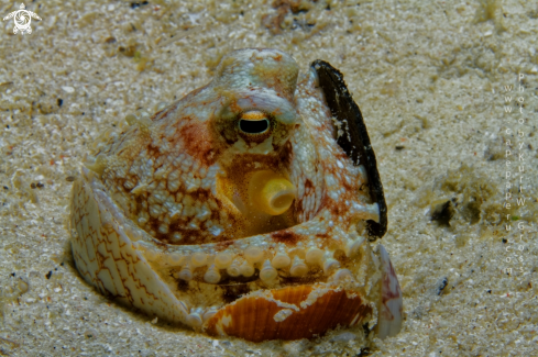 A Coconut Octopus