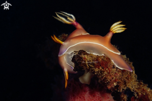 A Hypselodoris bullockii | Nudi