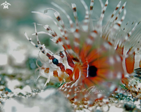 A Dendrochirus zebra | Lionfish