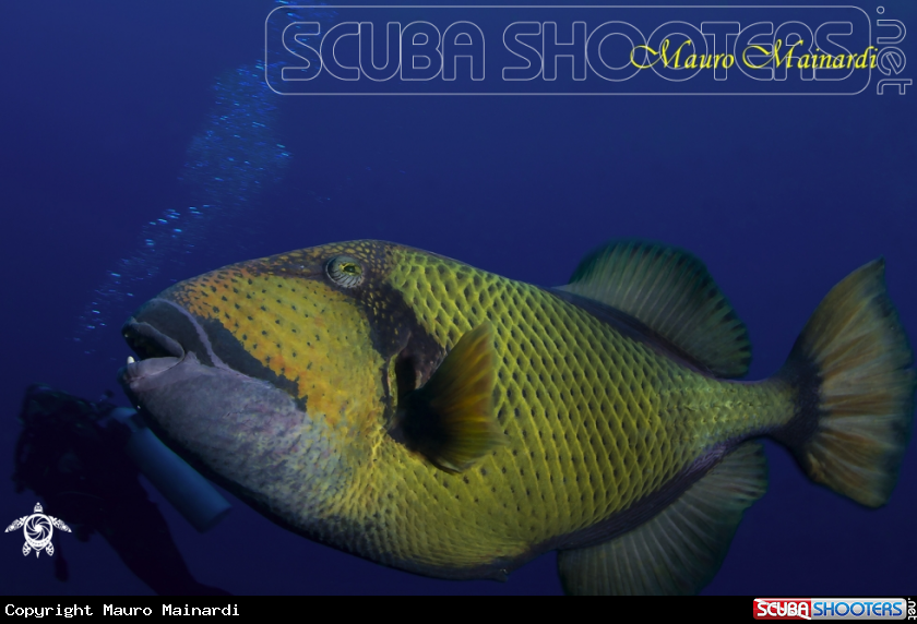 A Giant triggerfish