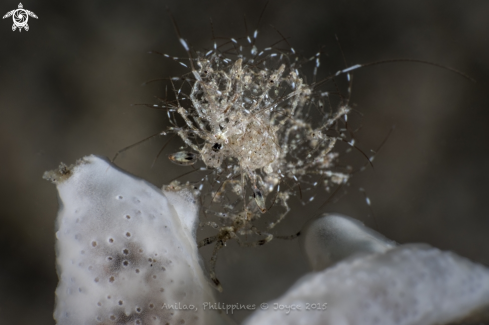 A Caprellidae | Skeleton Shrimp