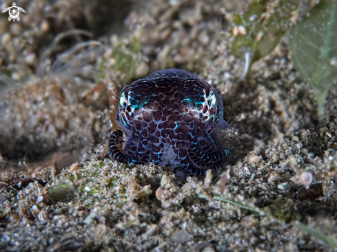 A Euprymna berryi | Bobtail Squid