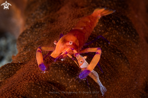 A Periclimenes imperator | Emperor Shrimp