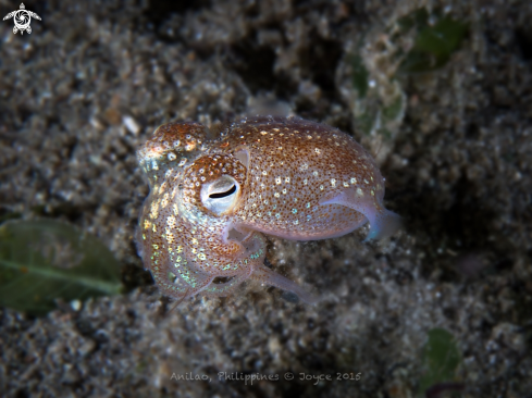 A Bobtail Squid