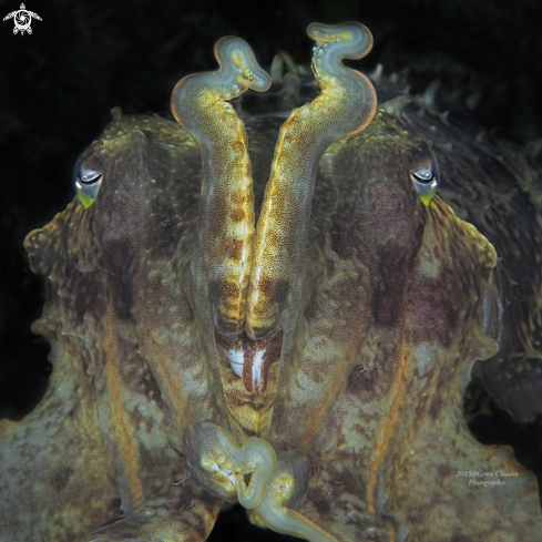 A giant cuttlefish