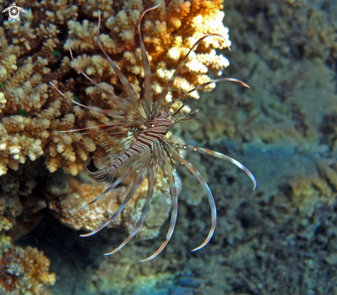 A Radial Firefish