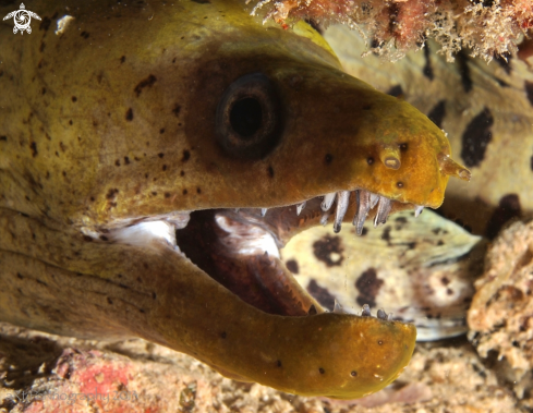 A Moray Eel