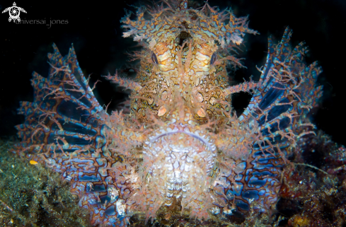 A Rhinopias fondosa | Lacey Scorpion Fish