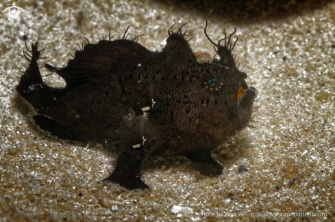 A Hairy Froggfish