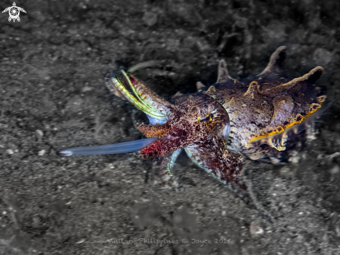 A Metasepia pfefferi | Flamboyant Cuttlefish