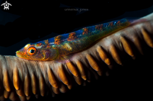 A Bryaninops yongei | Whip Coral Shrimp