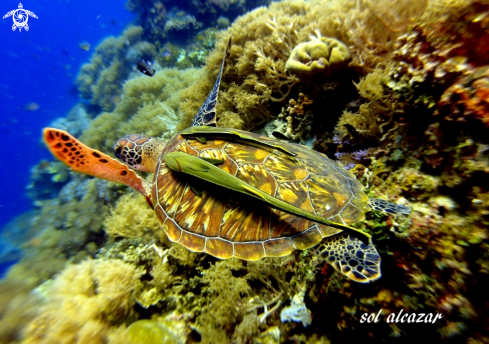 A green turtle