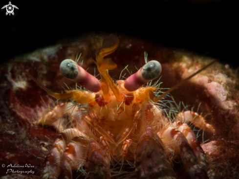 A Pagurus spp | Hermit crab
