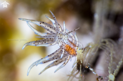 A Eubranchus sp | Eubranchus sp