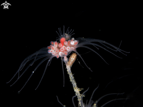 A Hydroid