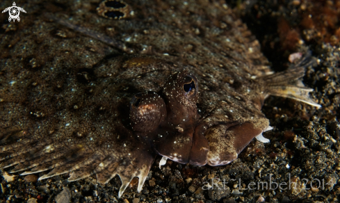 A flounder