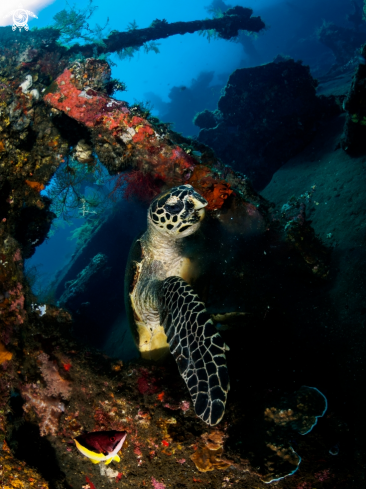 A Hawksbill Turtle