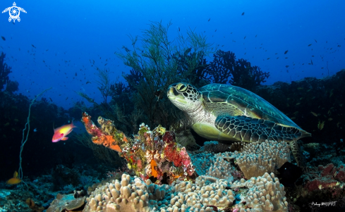 A Green turtle