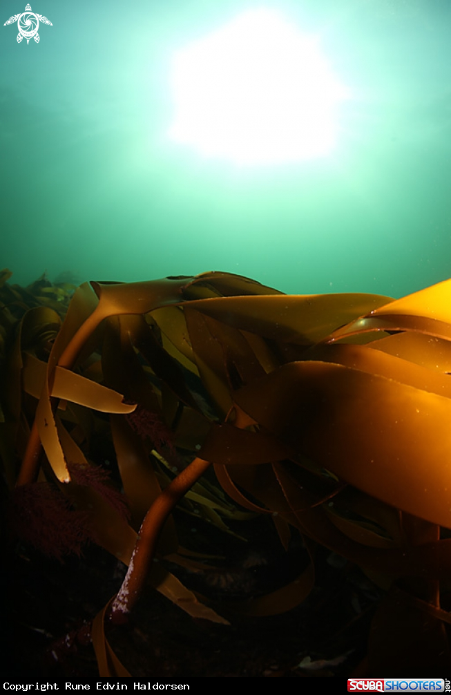 A Kelp forest