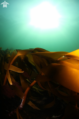 A Kelp forest