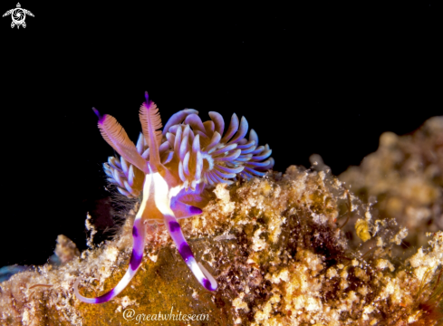 A Pteraeolidia ianthina | Nudibranch