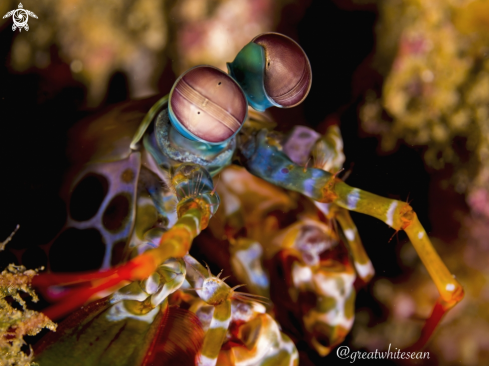 A Odontodactylus scyllarus | Peacock Mantis Shrimp