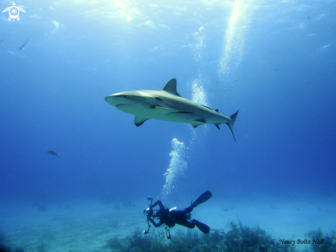 A gray reef shark